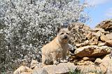 CAIRN TERRIER 114